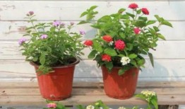 苏州友达员工爆料视频最新,揭秘企业内部惊人真相