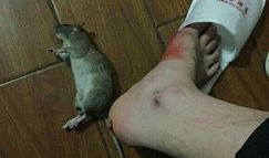 最新爆料老鼠事件,老鼠横行，卫生安全堪忧，最新老鼠事件引发社会关注