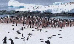 南极最新爆料视频大全集,最新爆料视频大全集深度解析